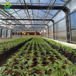 Quality Blackout Greenhouse For Medical Plants wholesale