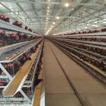 Hot Galvanized Egg Laying Cage Poultry Farming Equipment Manual Chicken Layer