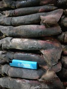 Quality ISO2200 / HACCP 80 - 150g BQF Frozen Black Squid wholesale