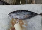 Whole Round Frozen Yellowfin Tuna