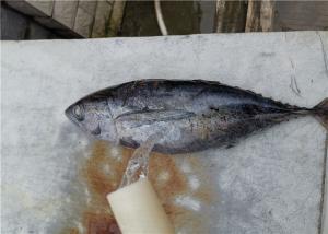 Quality Whole Round Frozen Yellowfin Tuna wholesale