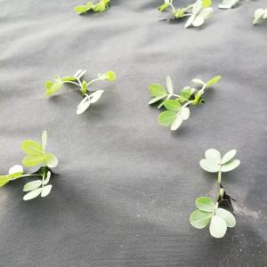 Quality Anti Grass Spunbonded 120gsm Weed Barrier Fabric wholesale