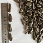 China Inner Mongolia high quality raw sunflower seeds 363 accept OEM ODM 25kg