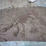 Handmade Museum Dinosaur Replicas , Dino Skull Replica Youth Age