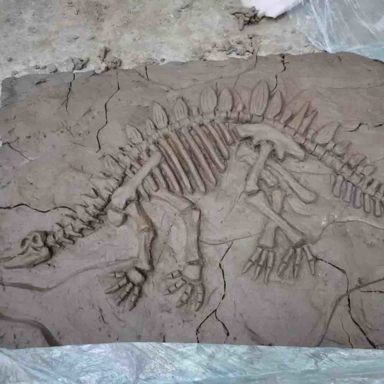 Handmade Museum Dinosaur Replicas , Dino Skull Replica Youth Age