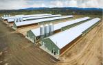 Durable Steel Poultry House Automatic Feeding System Feeding Pan Poultry