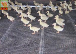 Quality Heavy Duty Strong Fence Breeding Plastic Poultry Netting wholesale