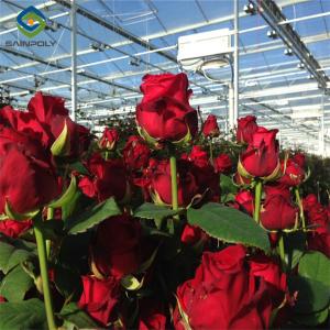 Quality Transparent Large Commercial Greenhouse Agricultural Green House For Flowers wholesale