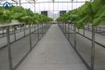 Agricultural Vertical NFT Hydroponic Lettuce Growing Systems Equipment In