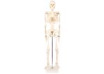 Medical Life Size Plastic Human Skeleton , Human Torso Cat Dog Skeleton
