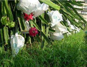 China Dragon fruit protection paper bag factory price 12 years experience on sale