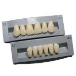 High Durability Artificial Acrylic Teeth VITA High Stain Impact Resistance
