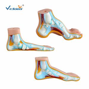 Quality Normal Flat And Arched 74x43x29cm Human Foot Model 4 Parts/Set wholesale