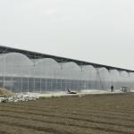 Multi Span Frame Plastic Film Greenhouse For Vegetable Agricultural Animal