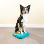 Dog training massage foot relaxation PVC massage board