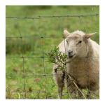 10-200m Length Galvanized Deer Fence for Farm and Field Kraal Pressure Treated