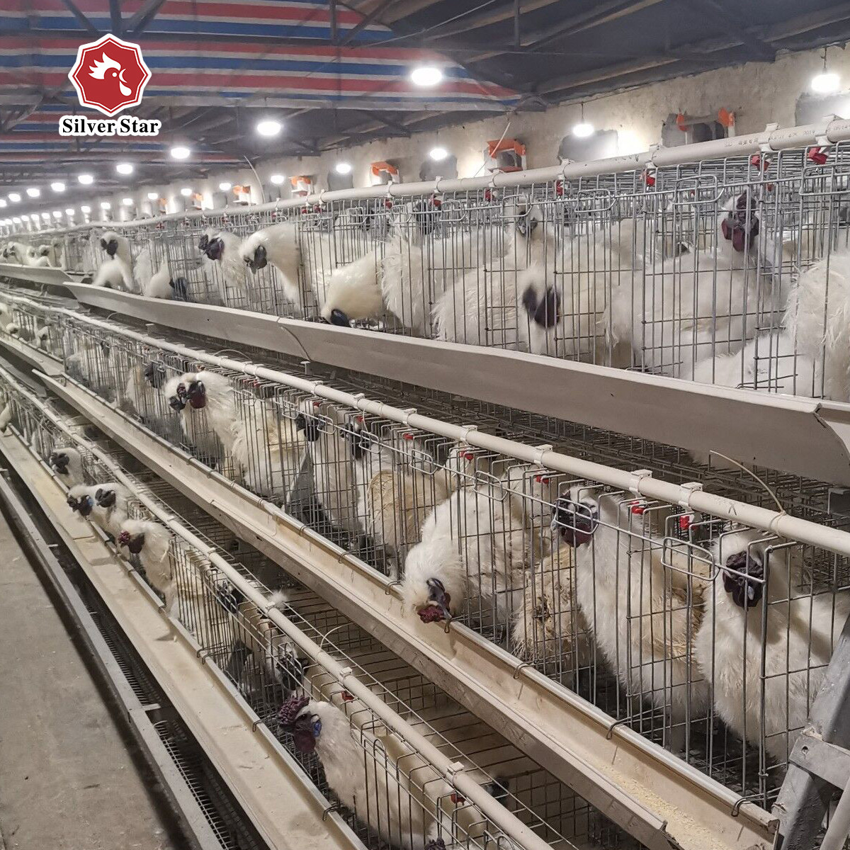 4 Birds Per Cell Battery Cage System Hot Dipped Galvanized