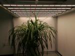 2035umol/S UV LED Grow Lights