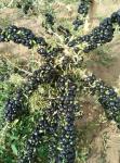 Dried Black Goji Berry