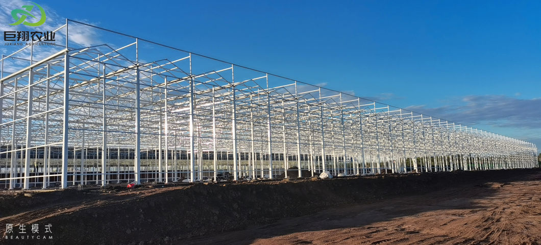 Cost Effective Multi Span Poly Film Greenhouse with Roof Ventilation System