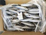 100% Net Weight 100-120g BQF Frozen Whole Sardines