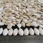 Moisture 7%max Top Grade Snow White Pumpkin Heads for Your Requirements