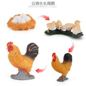 Quality Rooster Life Cycle Figure Model Toy For Boys Girls Kids wholesale