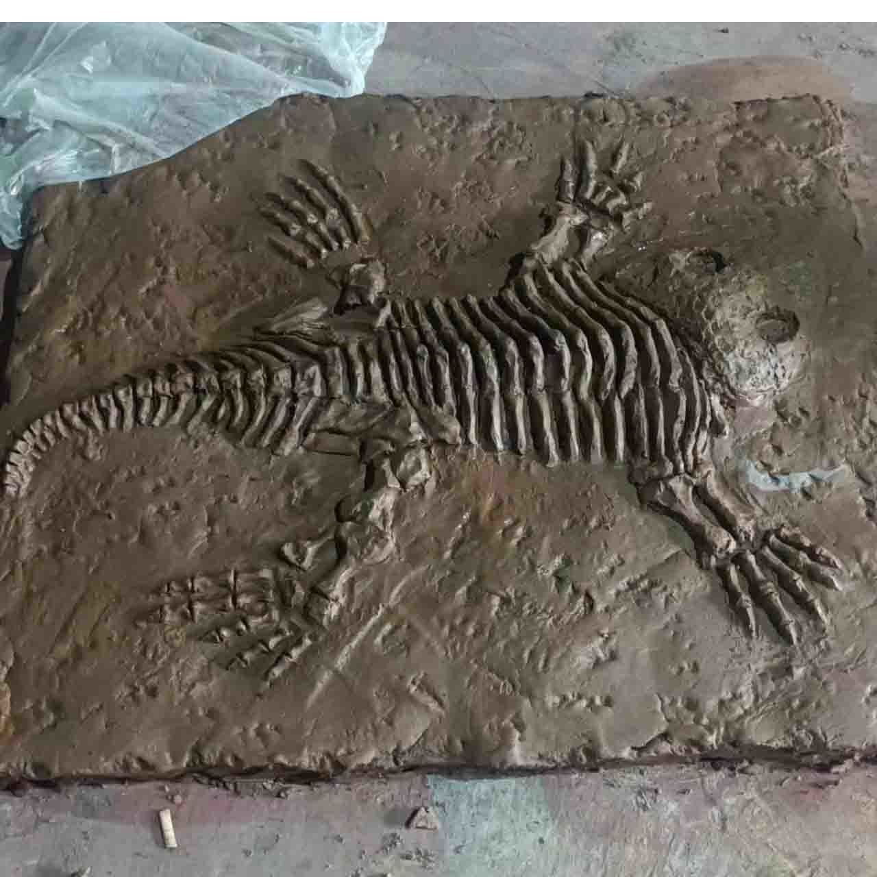 Shopping Mall Dinosaur Bone Replicas , Dinosaur Replica Fossil Skulls