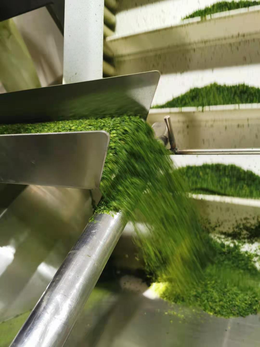 Hot Dried Aonori Flakes Green Leaves for Irresistible Philippine Seaweed Snacks