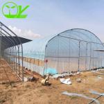 Large Height 3-10m Polytunnel Greenhouse The Ideal Growing Environment for Your