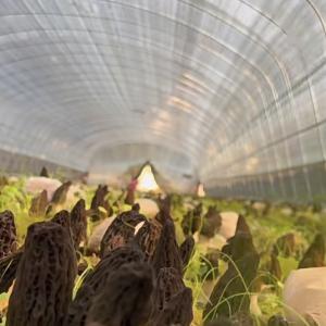 Quality Large Affordable Hydroponic Tunnel Greenhouse Solution Package Gross Weight 20.000kg wholesale