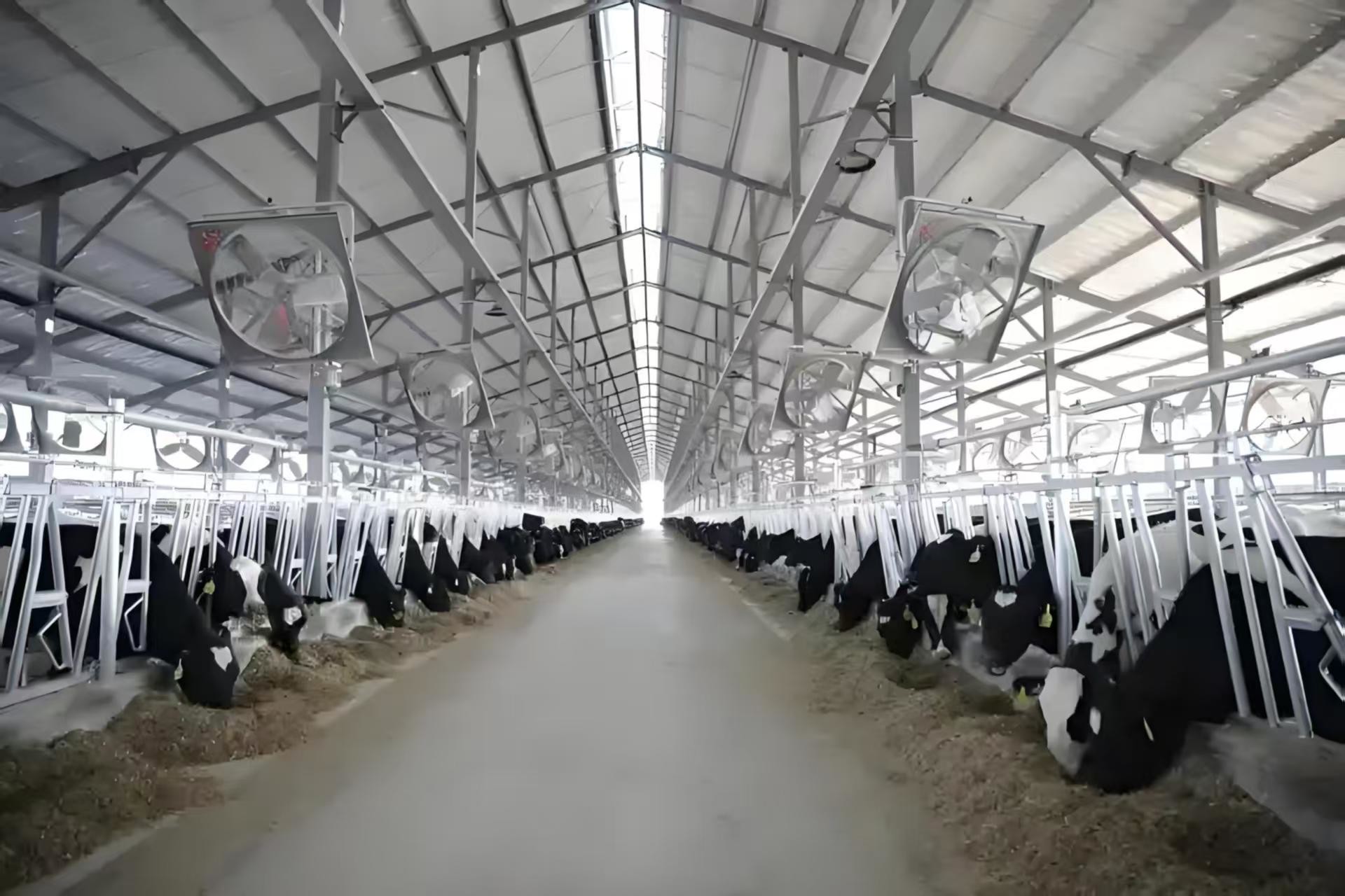 Modern Cattle Sheds Steel Structure Cow Barn And Cow Shed Customized