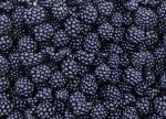 Fresh Delicious IQF Frozen Fruit , Grade A Quick Freezing Blackberry
