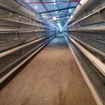120 Birds Battery Chicken Cage Nigeria Poultry Farm Galvanized Q235 3 Layers