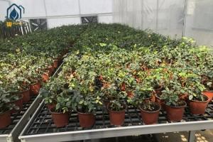 Quality Greenhouse PP Sheet Hydroponic Flood Tray Nursery Rolling Bench Trays wholesale
