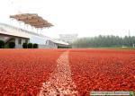 13mm Thickness Jogging Track Material Non Toxic Playground Sport Field Green Red