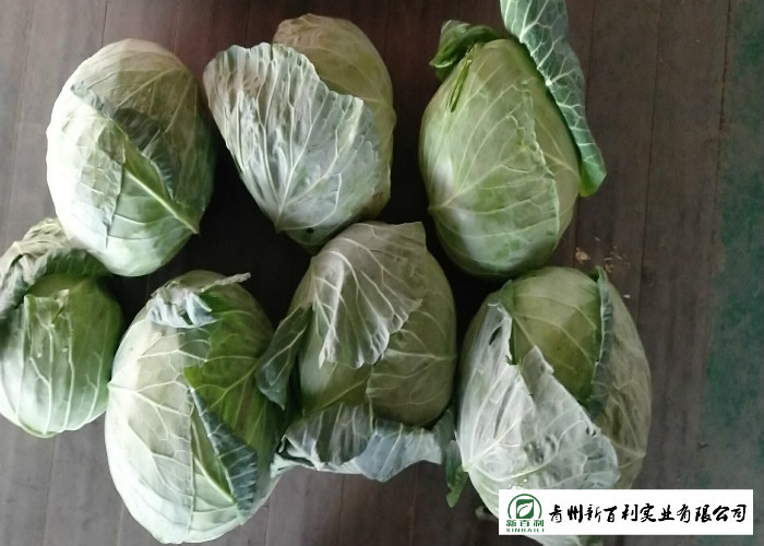 Good Taste Chinese Round Cabbage , Small Green Cabbage 1 Kg / Per Size