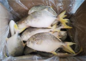 Quality Whole Round 300G 400G 3ppm Histamine Frozen Pompano Fish wholesale