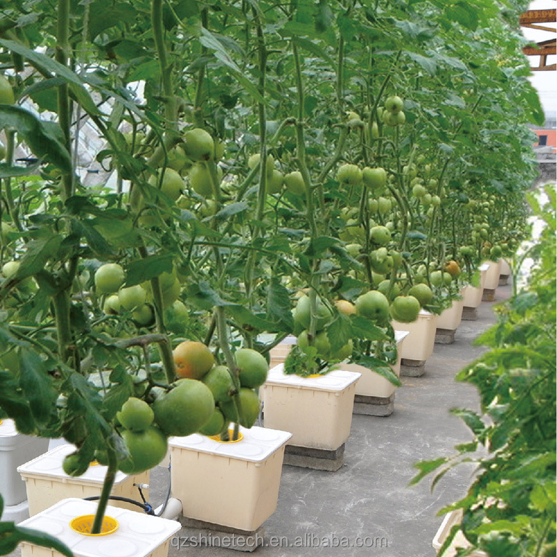 6m-10m Width Single Layer High Strength Poly Tunnel Greenhouse For Tomato Production