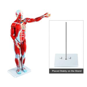 Quality 80cm 27 Parts Muscle Model Anatomy For Medical Learning wholesale
