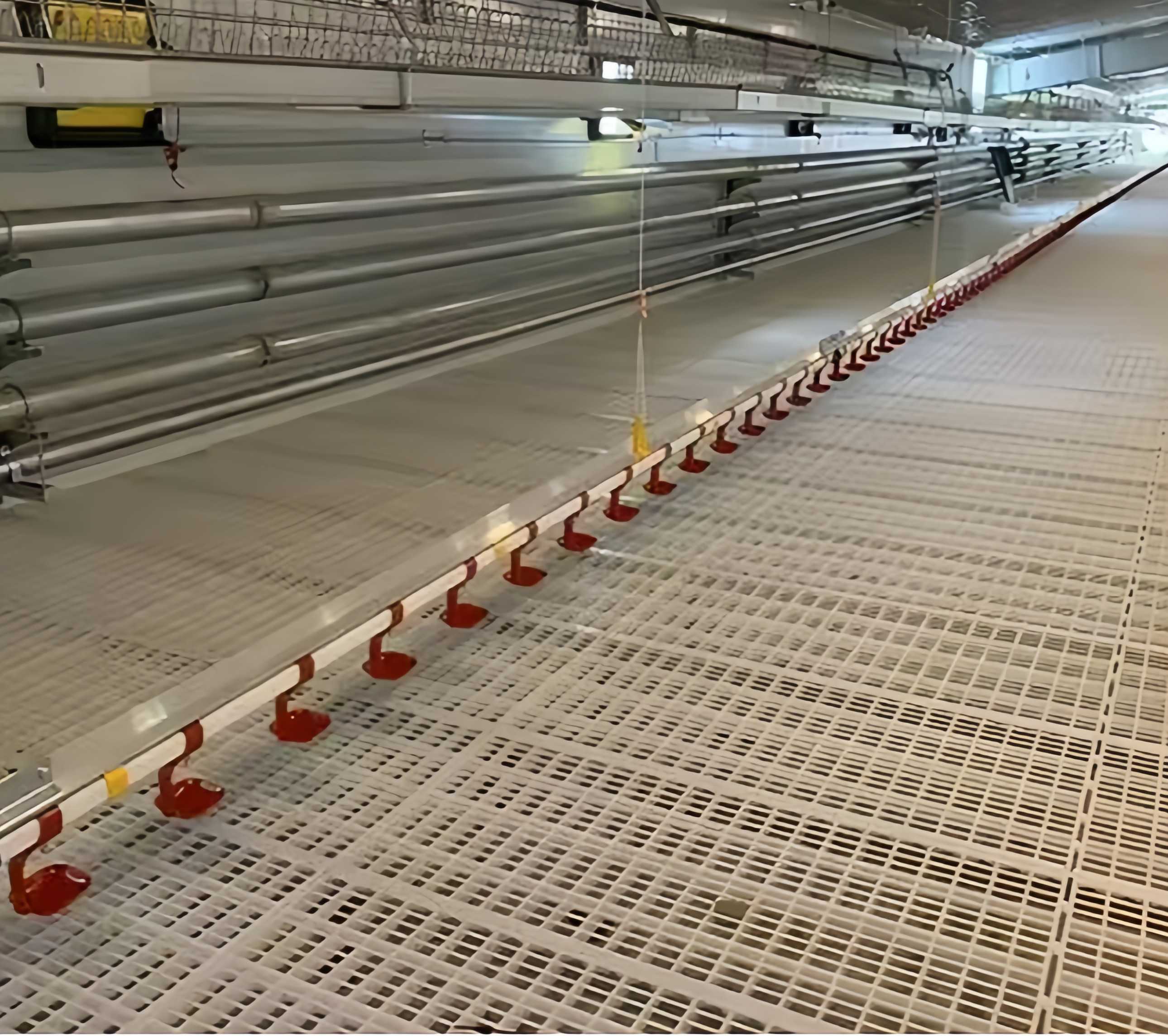 Automatic Poultry Farm Chicken House Feeding Line A Type Layer Chicken Cage Equipment