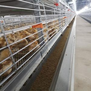 Quality Battery Broiler Chicken Cage For Chicken Farm wholesale