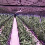 Samsung LED Type Full Spectrum Grow Light for Greenhouse 36w 45w 50w E27