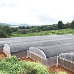 Poly Tunnel Plastic UV Resistant Film Tomato Herb Hydroponic Single Greenhouse