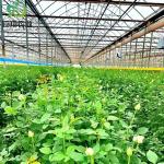 Multispan Hydroponics Plastic Film Agricultural Greenhouse for Commercial Farm