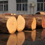 Roman RN-X4092C 2500*640mm Standard Size engineered wood veneer For Hotel