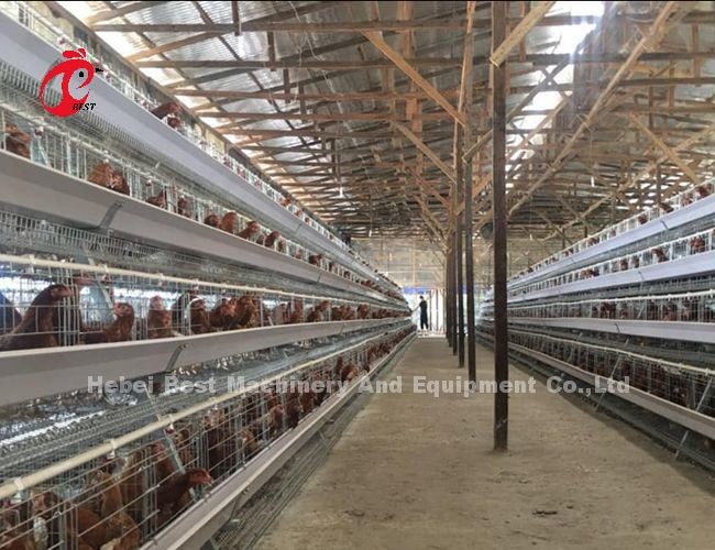 2.8mm-3.5mm Cage Wire Diameter Poultry Cage System Save Labor Increase Profits Iris
