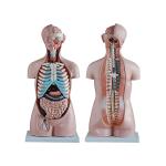 Tall 85cm Half Body Sexless Human Anatomy Model With 20 Parts