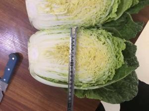 Quality Yummy Green Flat Head Cabbage For Nourishing Yin And Moisturizing wholesale