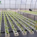 Lettuce Vegetable Growing Smart Greenhouse Farming Greenhouse With Steel Frame